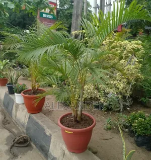 Areca Palms Golden Cane Indoor or Outdoor