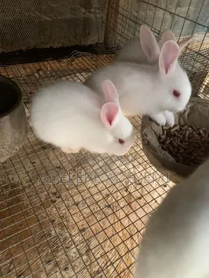 Rabbit for Sale