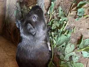 Guineapig As Pet