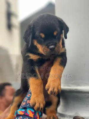 1-3 months Male Purebred Rottweiler