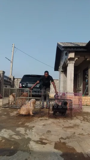 Pet Sitting/Dog Caretaker