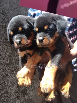 1-3 months Female Purebred Rottweiler