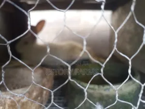 Mature Rabbits for Breeding