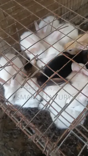 Rabbit Winners in Bulk