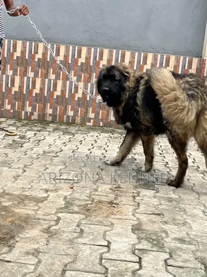 6-12 months Female Purebred Caucasian Shepherd