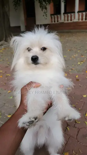1+ year Male Mixed Breed Pomeranian
