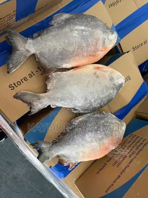 Fresh Owere Fish (Butterfish)