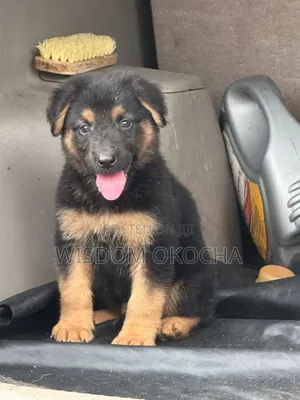 1-3 months Female Purebred German Shepherd