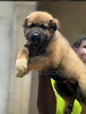 1-3 months Male Purebred Caucasian Shepherd