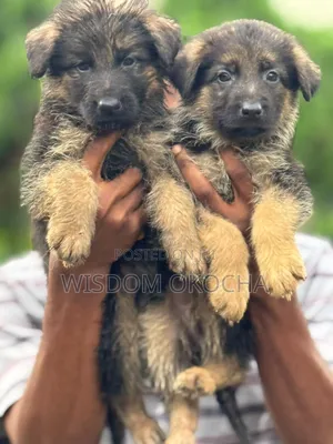 1-3 months Female Purebred German Shepherd