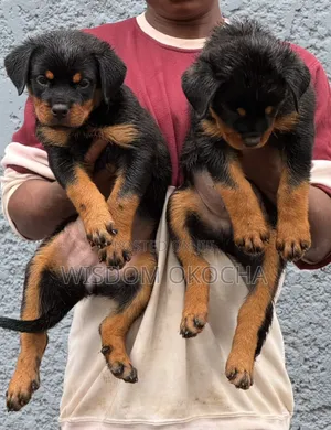 1-3 months Male Purebred Rottweiler