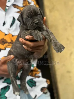 1-3 months Male Purebred Boerboel