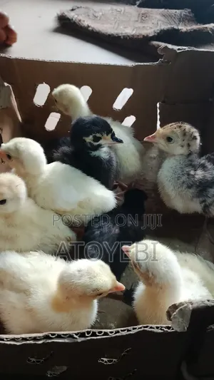 Day Old Local Turkey for Sale