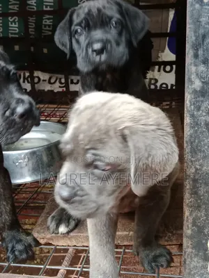 1-3 months Female Purebred Cane Corso