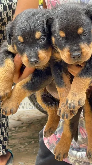 1-3 months Female Purebred Rottweiler