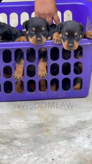 1-3 months Female Purebred Rottweiler