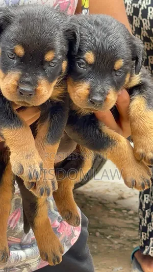 1-3 months Female Purebred Rottweiler