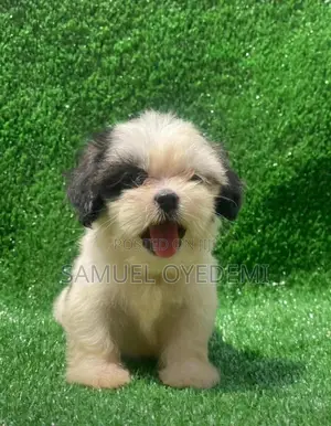 1-3 months Female Purebred Lhasa Apso