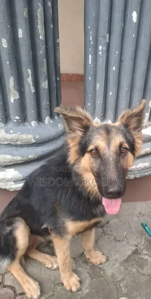3-6 months Female Purebred German Shepherd