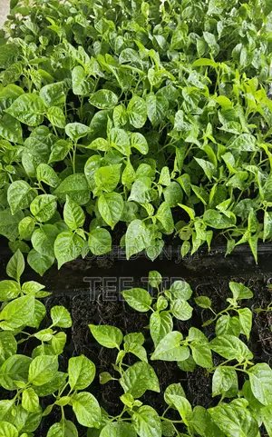 Habanero Pepper Seedlings