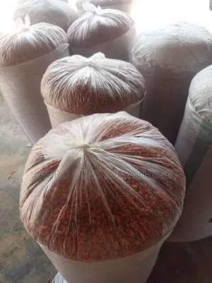 Short Chilli Pepper (Piri Piri)