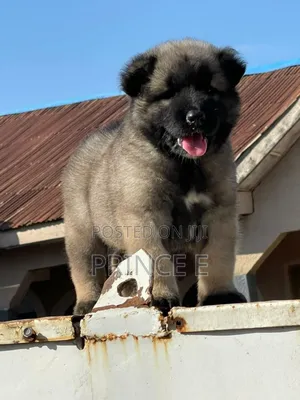 1-3 months Female Purebred Caucasian Shepherd