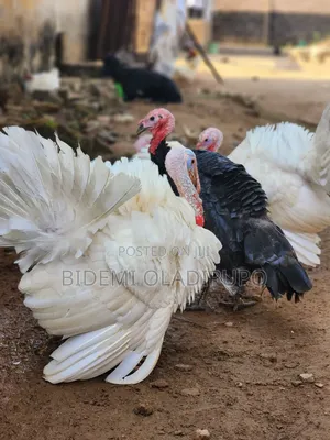 Healthy Turkey