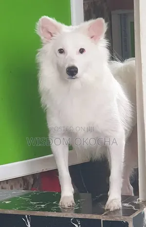 1+ year Female Purebred American Eskimo