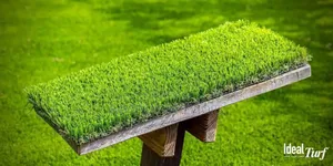 Carpet Grass Quality Standard