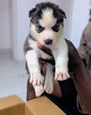0-1 month Female Purebred Siberian Husky