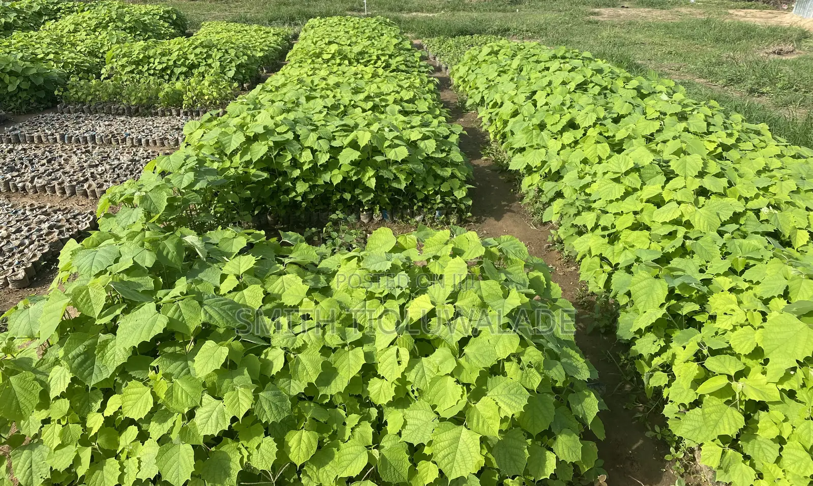 Improved Gmelina Seedlings Available