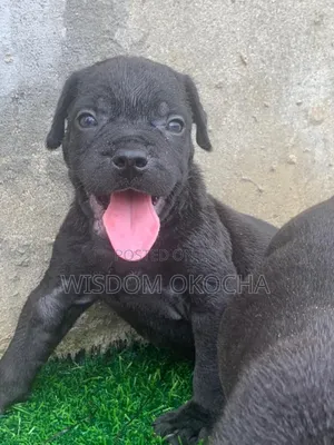 1-3 months Female Purebred Cane Corso