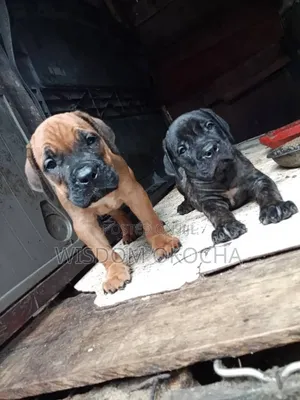 1-3 months Male Purebred Boerboel