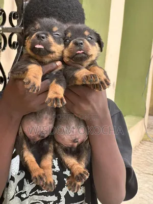 1-3 months Male Purebred Rottweiler