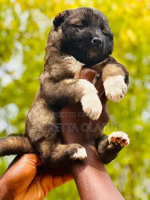 1-3 months Female Purebred Caucasian Shepherd