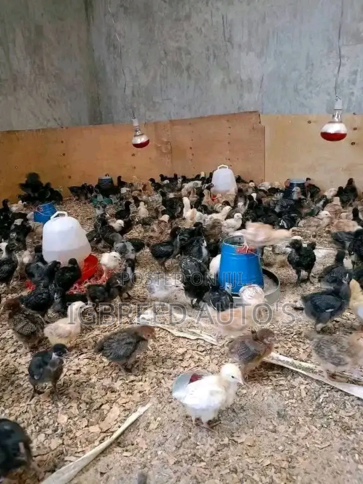 4weeks Well Vaccinated Broilers, Turkey Available for a Deal