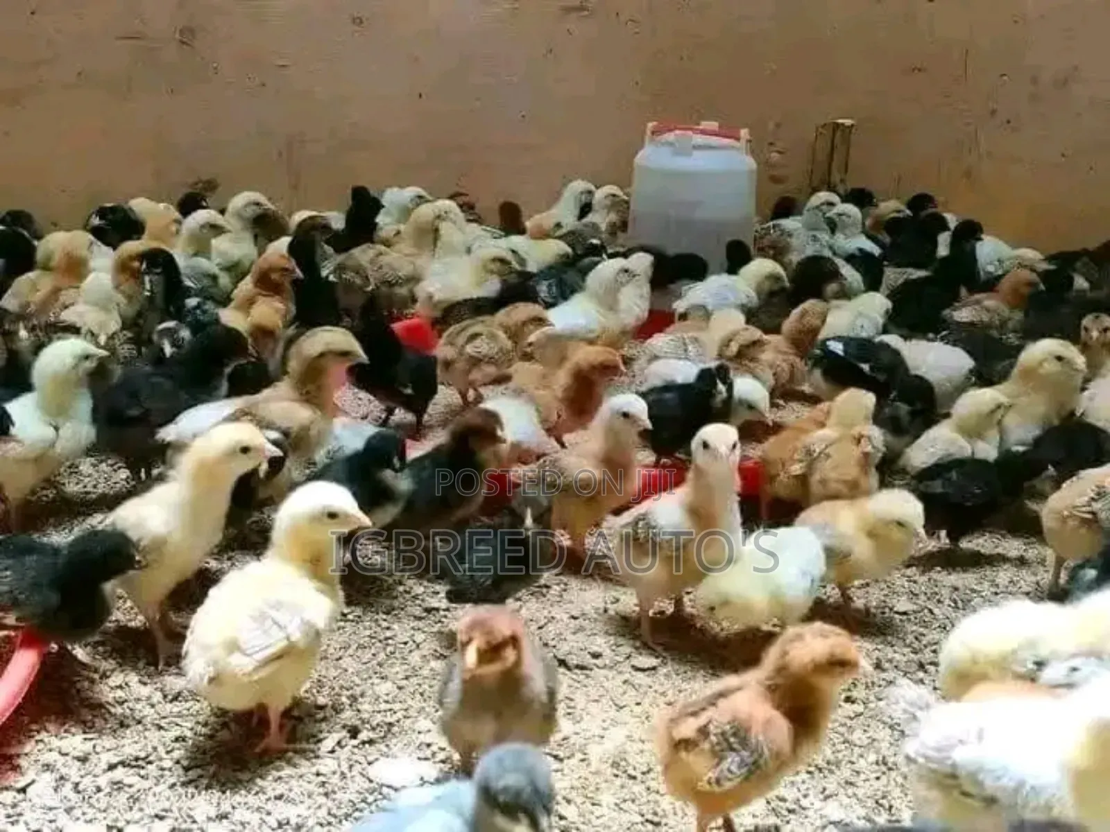 4weeks Well Vaccinated Broilers, Turkey Available for a Deal