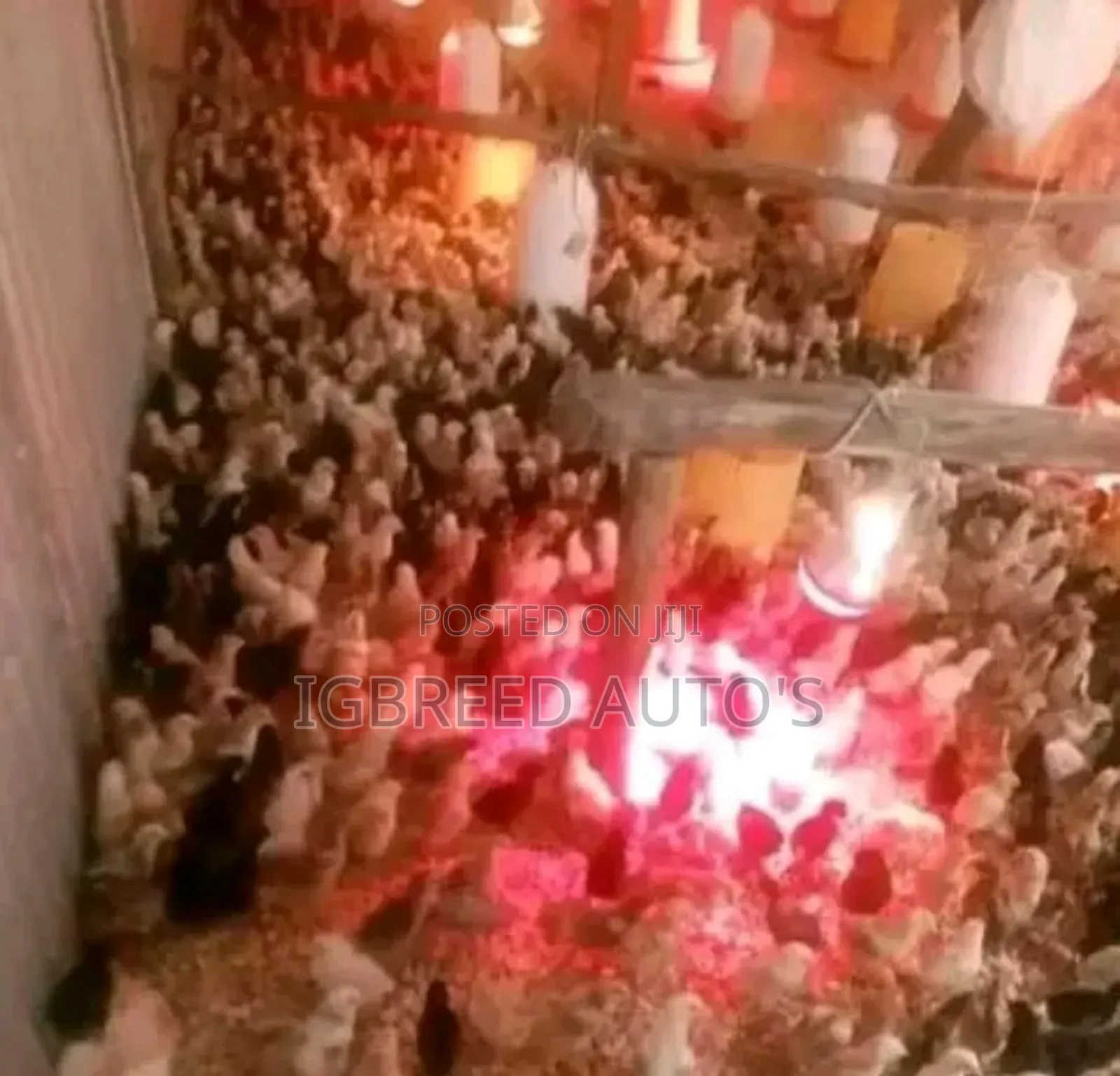4weeks Well Vaccinated Broilers, Turkey Available for a Deal