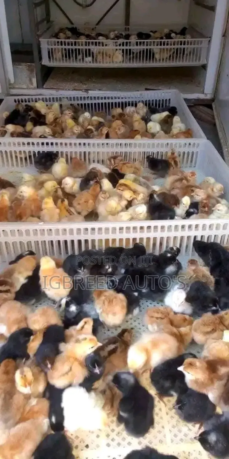 4weeks Well Vaccinated Broilers, Turkey Available for a Deal