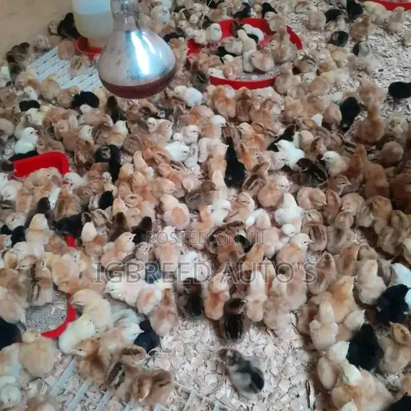 4weeks Well Vaccinated Broilers, Turkey Available for a Deal