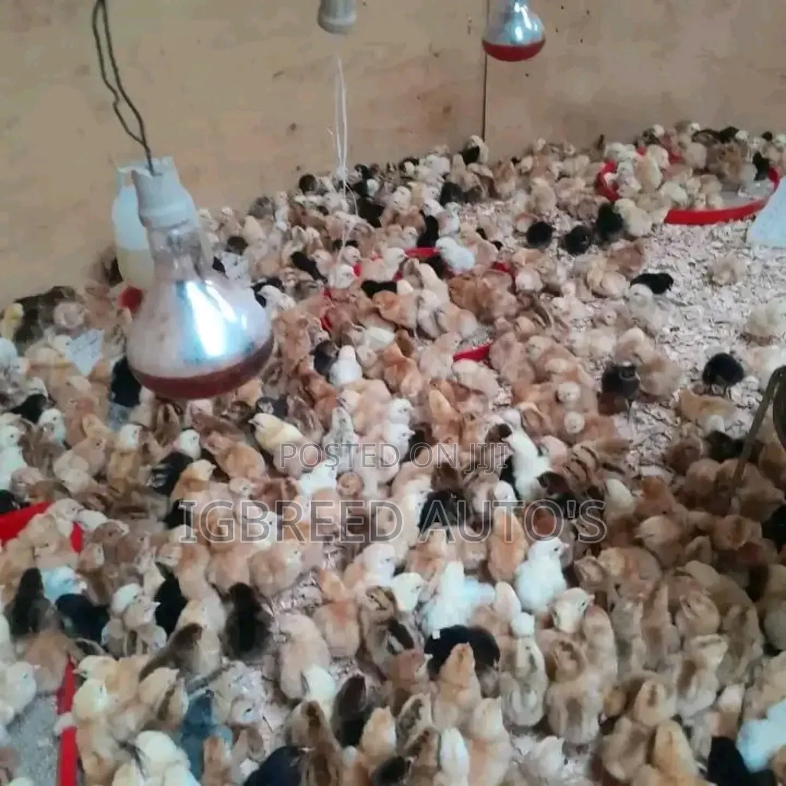 4weeks Well Vaccinated Broilers, Turkey Available for a Deal
