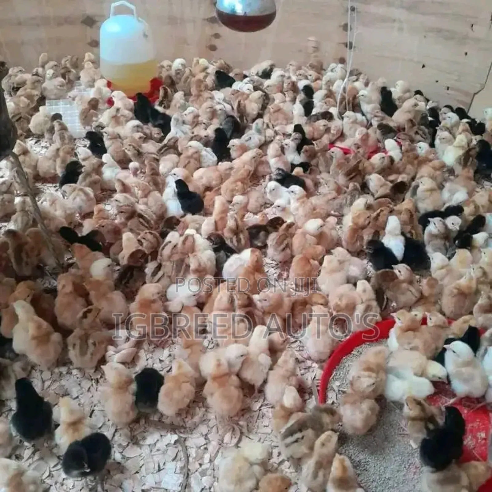 4weeks Well Vaccinated Broilers, Turkey Available for a Deal