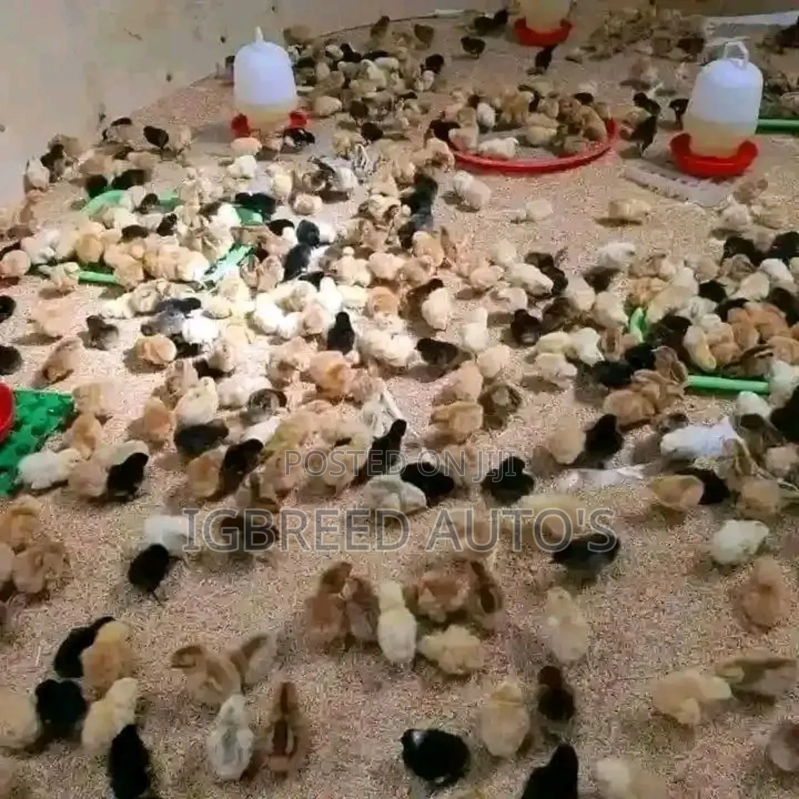 4weeks Well Vaccinated Broilers, Turkey Available for a Deal