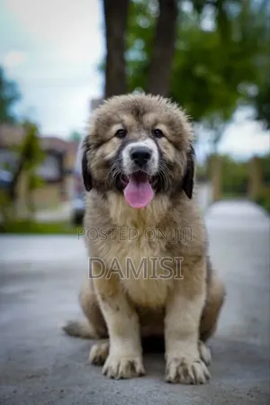 1-3 months Male Purebred Caucasian Shepherd