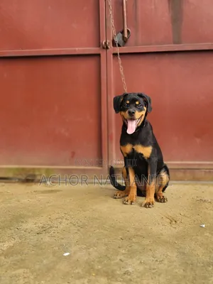 3-6 months Female Purebred Rottweiler