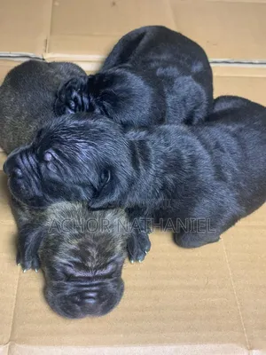 1-3 months Female Purebred Cane Corso