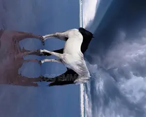 Cinematography