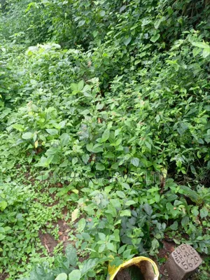 10 Acres of Farmland for Sale at Ijaye, Iseyin Road, Ibadan, Oyo State