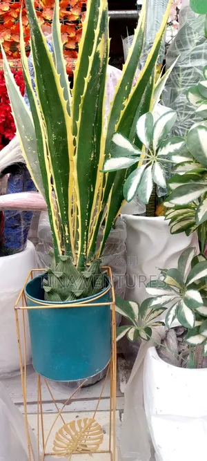 ‎Artificial Flower and Pot Set ( Fine Quality)