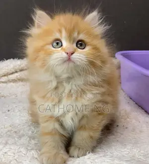 1-3 months Female Purebred Persian